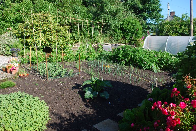 Vegetable Patch (Summer 2022)